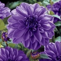 Biji Benih Bunga Dahlia Purple