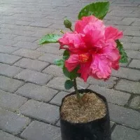 TANAMAN HIBISCUS PINK TUMPUK