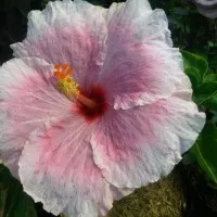 TANAMAN HIBISCUS PINK TISSUE