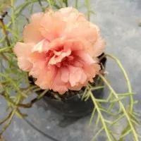 Moss rose/Portulaca/Krokot/ Peach Carnation