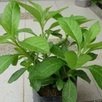 tanaman sambung nyawa/tanaman herbal