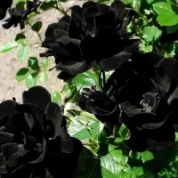 Biji Benih Bibit Bunga Mawar Hitam / Black Rose