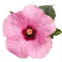 Tanaman Hibiscus Pink