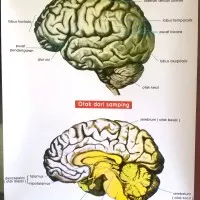 Alat Peraga Poster Otak Manusia