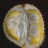 Tanaman Durian Matahari 60cm
