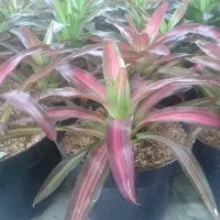Tanaman Hias Bromelia Tri Color