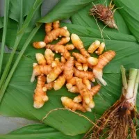 1 KG KUNYIT KONENG KUNING BUMBU/HERBAL