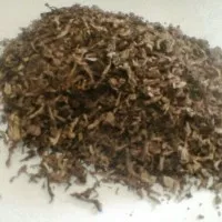 tembakau mild mentol
