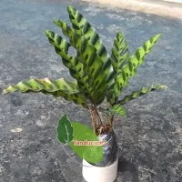 Tanaman Calathea Lancifolia