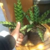 Tanaman Calathea Lancifolia | Maranta Hias