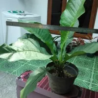 TANAMAN ANTHURIUM DAUN GELOMBANG CINTA. / Camani / Bibit / Pohon