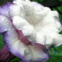 biji benih bunga kecubung wulung putih
