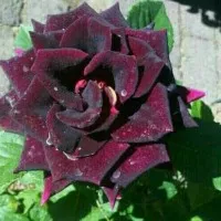 Tanaman Mawar Dark Red
