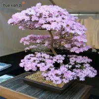 Biji benih bibit tanaman bonsai bunga sakura / hydroponik / handphone