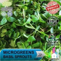 MICROGREENS - Benih BASIL Sprout Micro Green Basil / Kemangi IMPORT