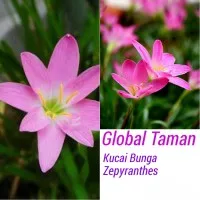 Tanaman hias kucai bunga, Lily hujan, Lily zepyranthes, Bunga Pink
