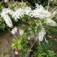 tanaman bunga petrea putih