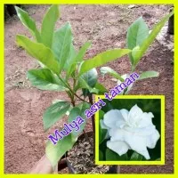 tanaman/pohon hias gardenia augusta, tanaman hias kacapiring
