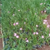pohon kucai lily bunga pink|tanaman hias kucai lily