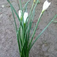 tanaman hias rain lily bunga putih/tanaman hias kucai bunga putih