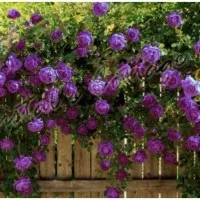 Benih Biji Bunga Mawar Rambat Ungu (Purple Climbing Rose Seeds Import)