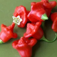 Benih Biji Cabe Bishop Crown (Bishops Crown Pepper) Import