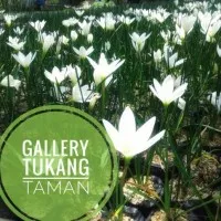 Tanaman Kucai Bunga (Bunga Tulip) | Pohon Kucai