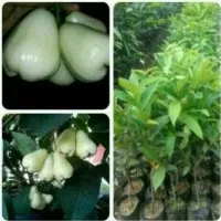 bibit jambu air madu susu