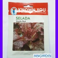 1 Pack 5 Gr Benih Bibit Sayuran Selada Merah Kayla Red Known You Seed
