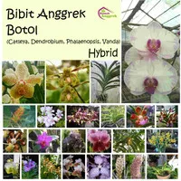 Bibit Botol Anggrek Bulan Dendrobium Cattleya Vanda Phalaenopsis
