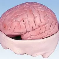 Pudak Model Otak manusia Type BMD 40