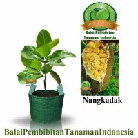 bibit nangkadak / bibit buah / tanaman