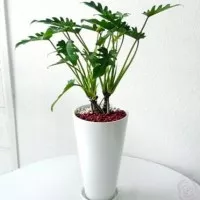 Tanaman Philodendron Xanadu