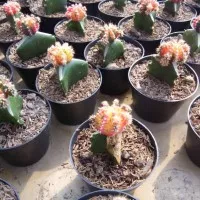Bibit Kaktus 4 - Harga Petani