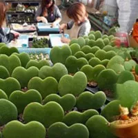 Bibit Kaktus Berbentuk Hati Tanpa Duri - Harga Petani