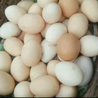Telur ayam kampung arab kualitas bagus telor