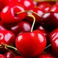 Bibit Tanaman Buah Cherry Jepang Blossom Berbunga atau Berbuah