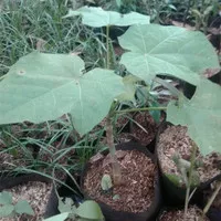 Tanaman daun jarak | pohon jarak | tanaman herbal