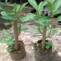 Bibit Tanaman -Pohon Sambung Nyawa / Daun Afrika Selatan (Obat Herbal)