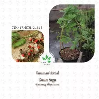 Bibit Pohon Saga - Tanaman Daun Rambat - Herbal