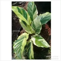 calathea electrik shock calatea white fushion green fushion tanaman