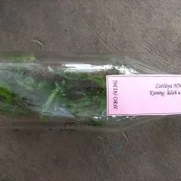 Bibit Anggrek Botol Cattleya 20-25 Pcs