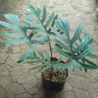 Philodendron Xanadu | philodendron jari | Tanaman hias indoor outdoor