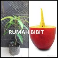 Bibit mangga yuwen, Kulit Buah Warna Merah dan Super Manis