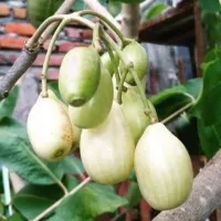 Bibit Tanaman Buah Juwet Putih / Jamblang Putih