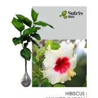 Tanaman Hias Bunga Hibiscus Pink White Ivory