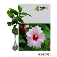 Tanaman Hias Bunga Hibiscus Pink Ivory