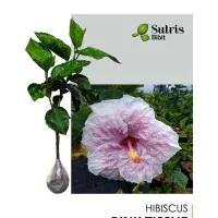 Bibit Tanaman HIBISCUS PINK TISSUE / KEMBANG SEPATU