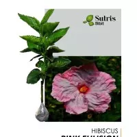 Tanaman Hias Bunga Hibiscus Pink Fhusion