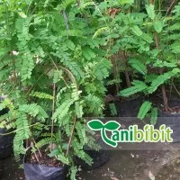 Bibit Pohon Saga - Tanaman Daun Rambat - Herbal